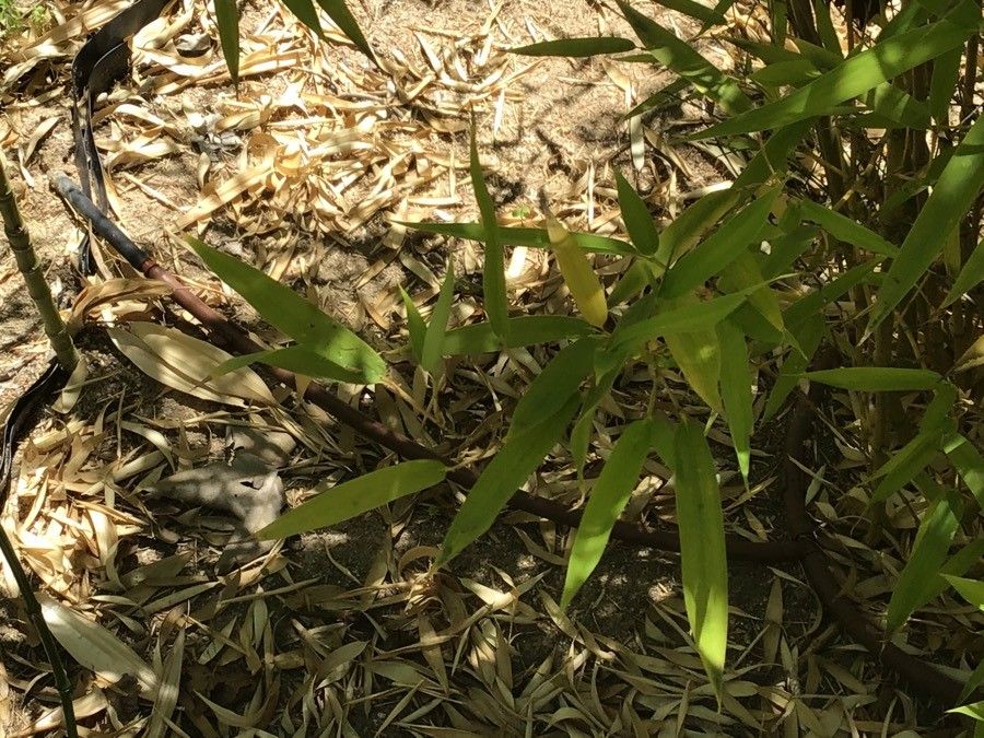 Phyllostachys aurea leaf