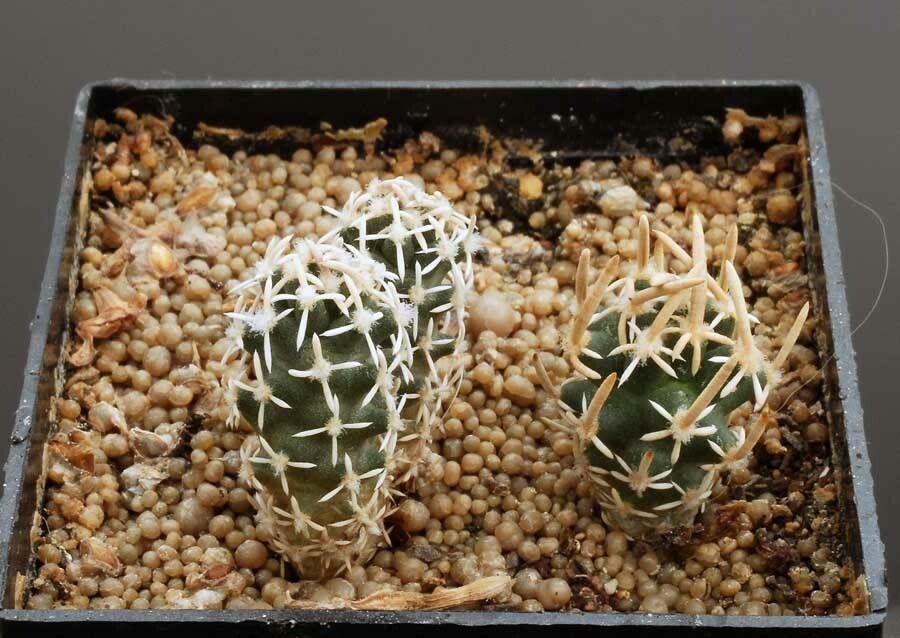 Pediocactus peeblesianus habit