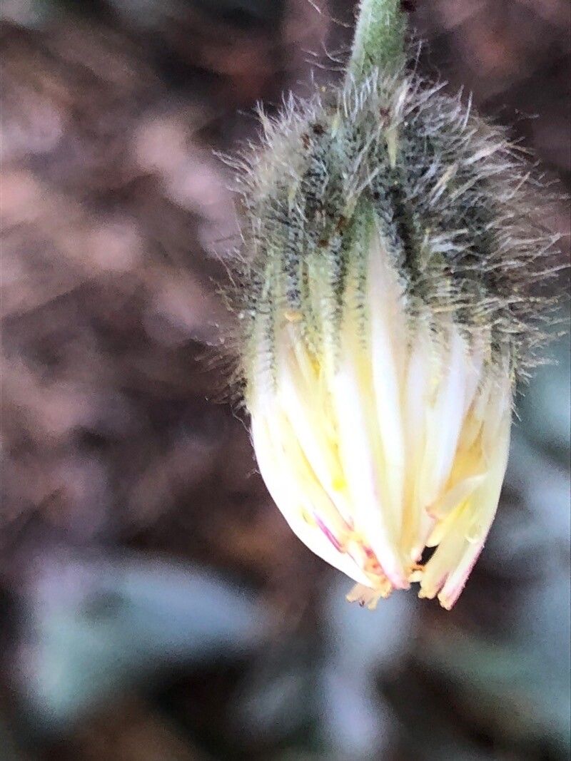 Pilosella argyrocoma flower