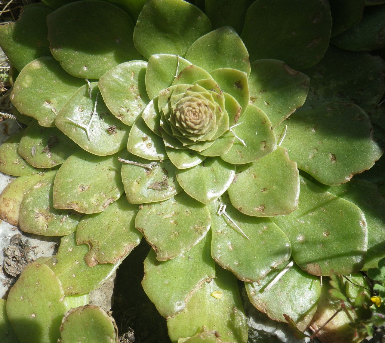 Sedum lampusae — houseplant care guide