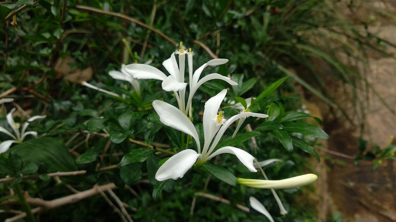 Turraea obtusifolia — houseplant care guide