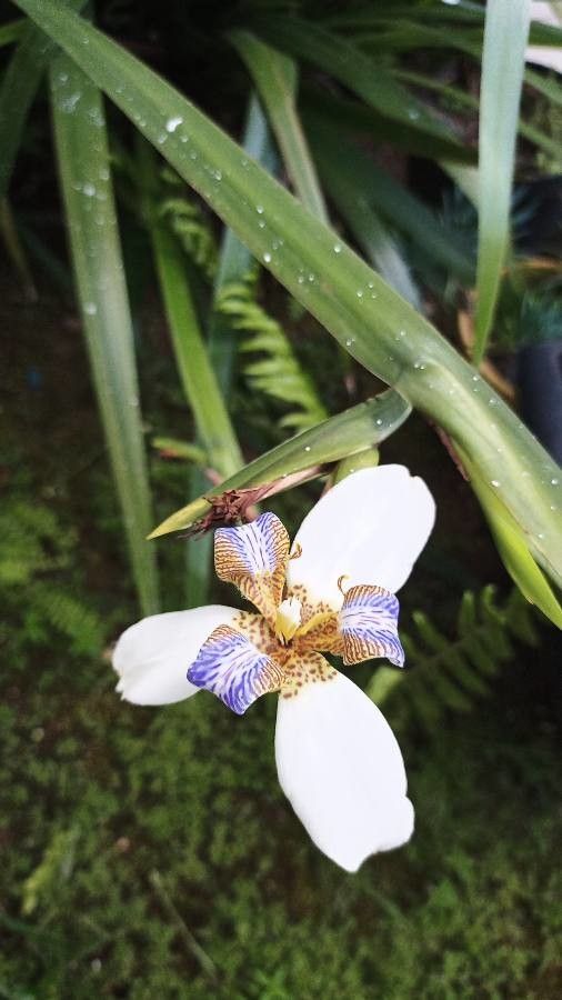 Neomarica gracilis fruit
