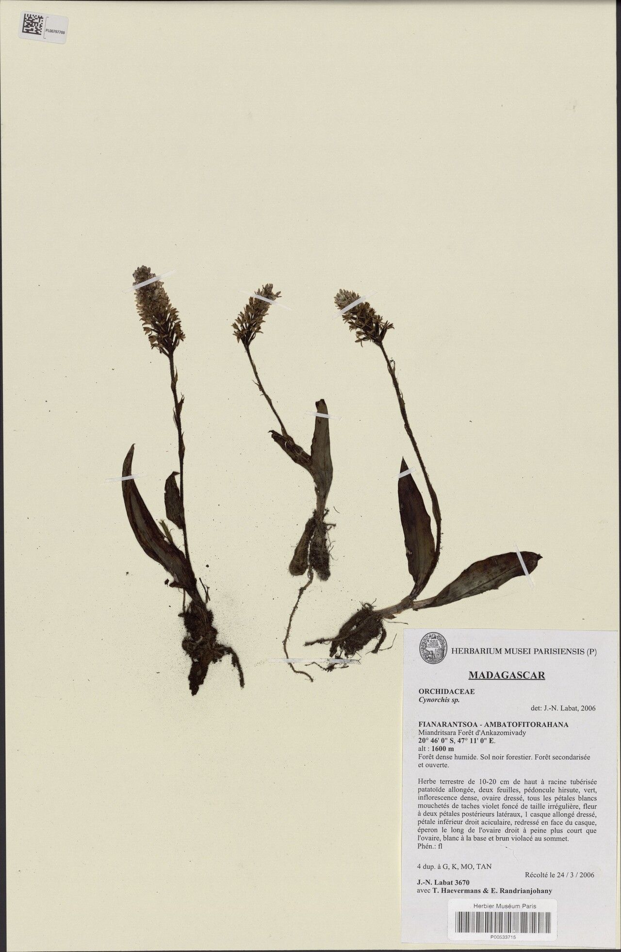 Cynorkis gymnochiloides — houseplant care guide