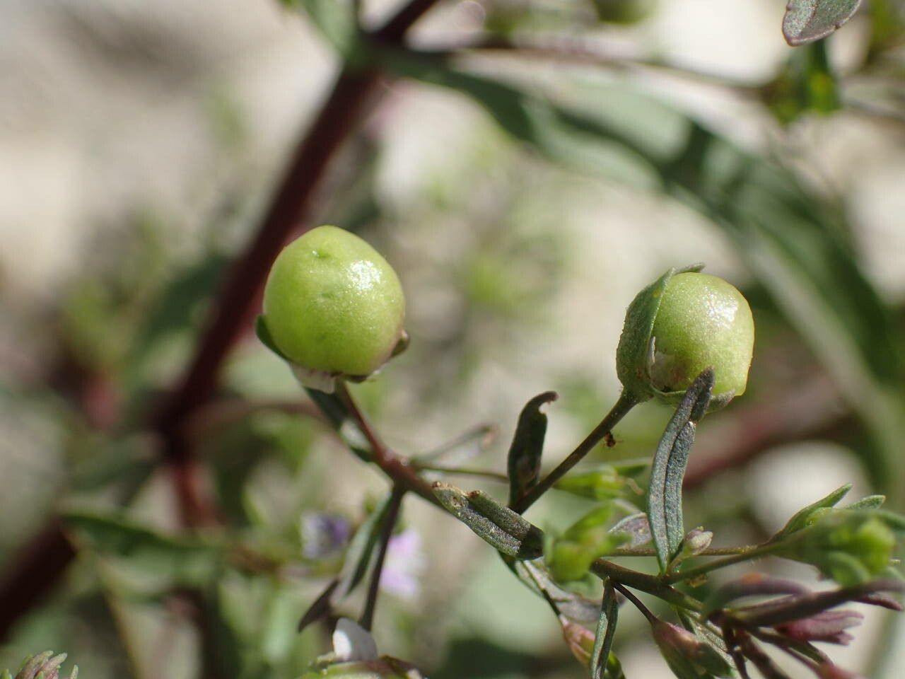 Veronica anagalloides fruit
