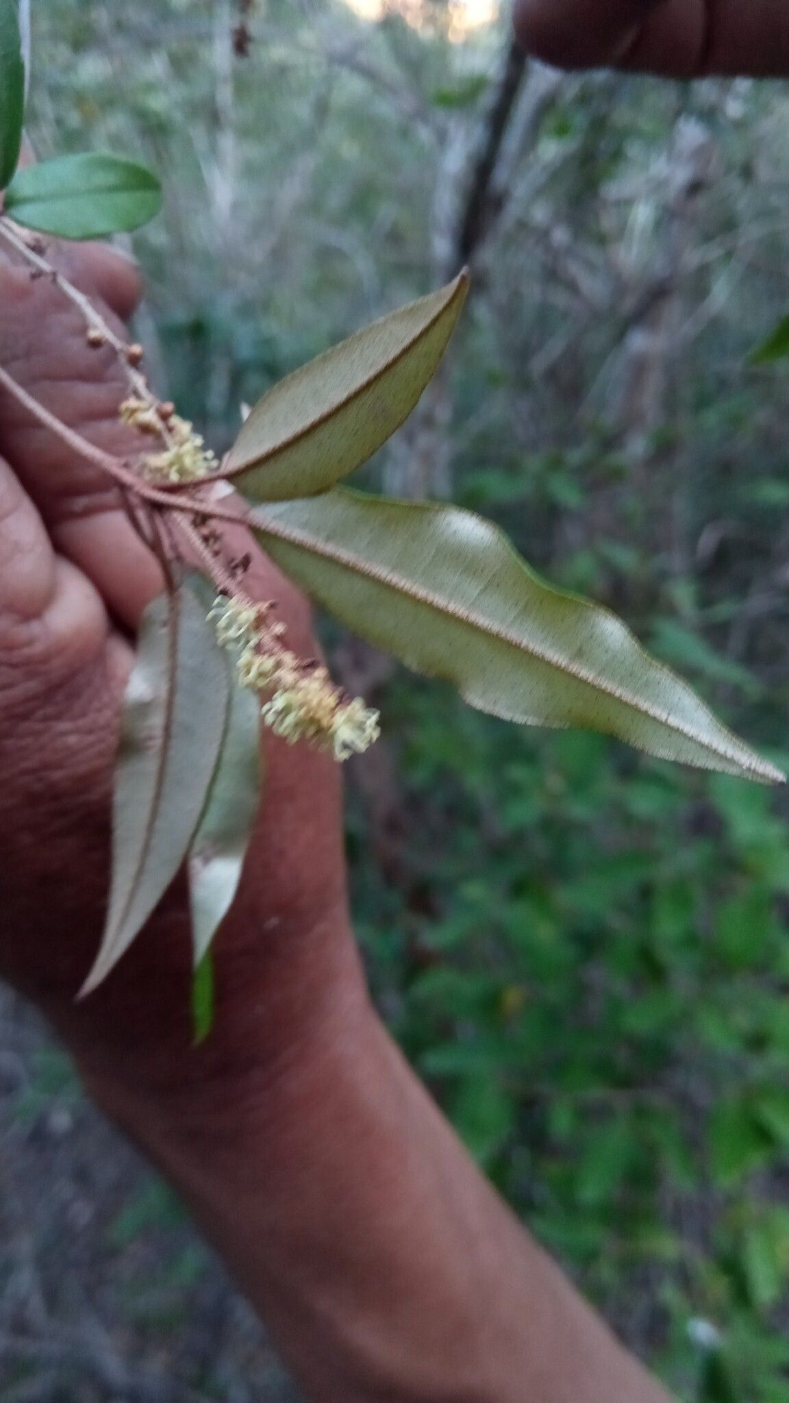 Croton antanosiensis flower