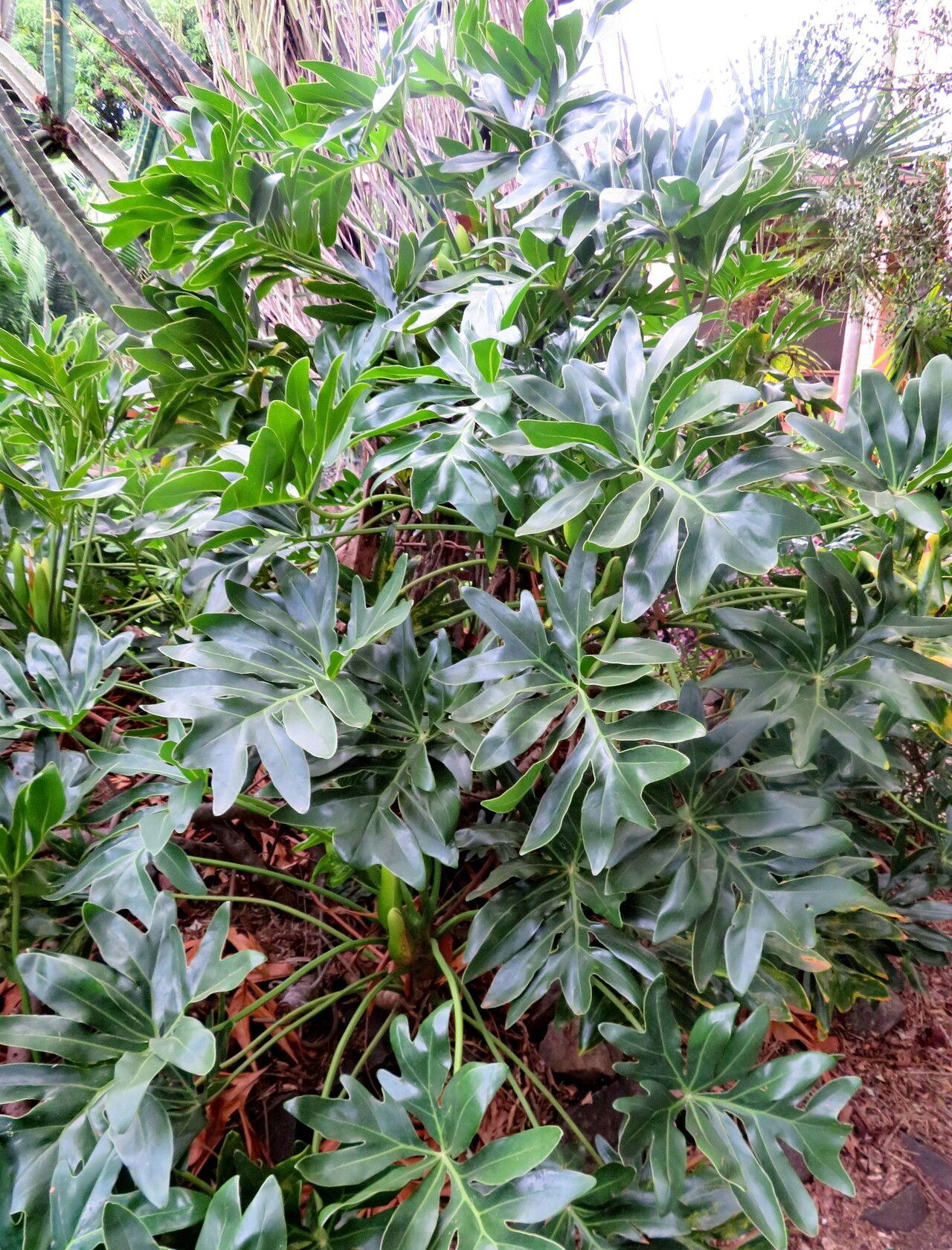 Thaumatophyllum adamantinum habit