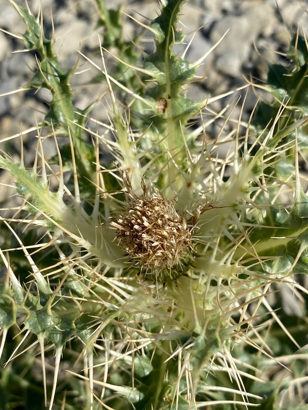 Cirsium glabrum flower