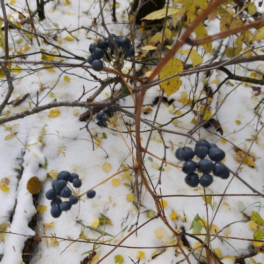 Menispermum canadense fruit