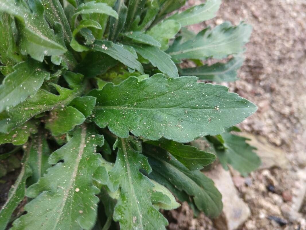 Erigeron longipes — search result for 'Erigeron'