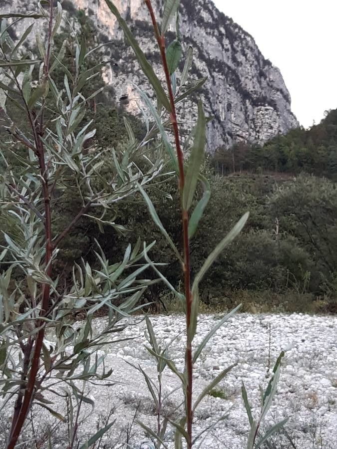 Salix eleagnos — search result for 'Salix'