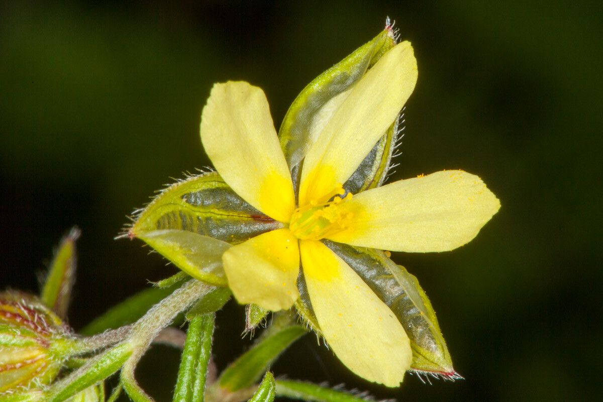 Helianthemum aegyptiacum flower