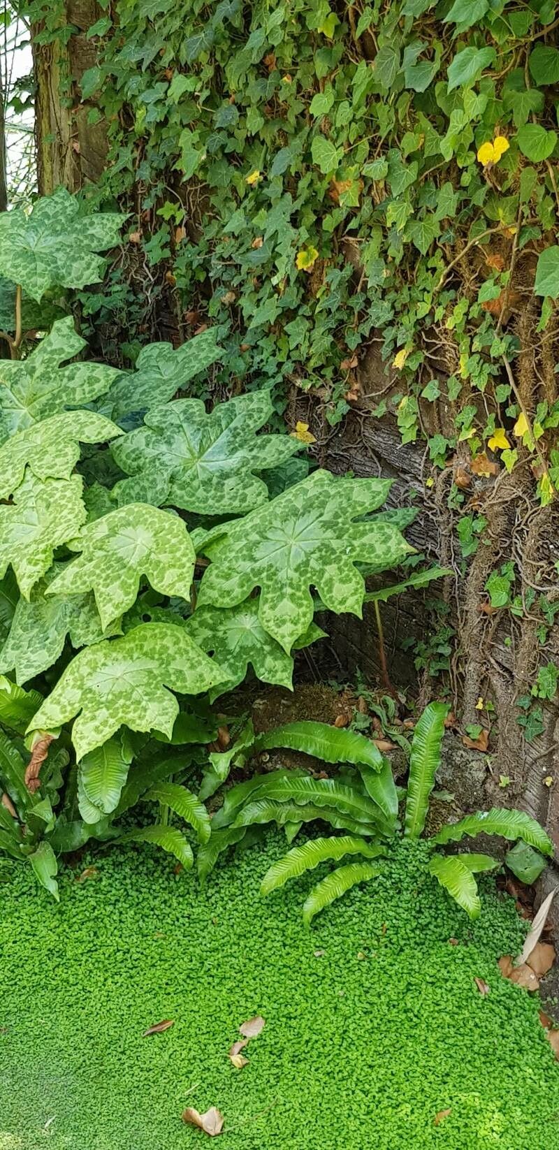 Podophyllum cv. 'Kaleidoscope' — related species from the same genus