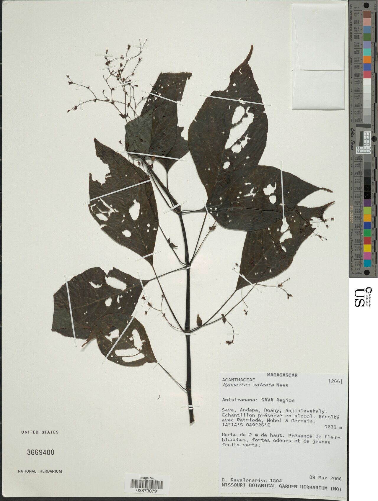 Hypoestes spicata — houseplant care guide