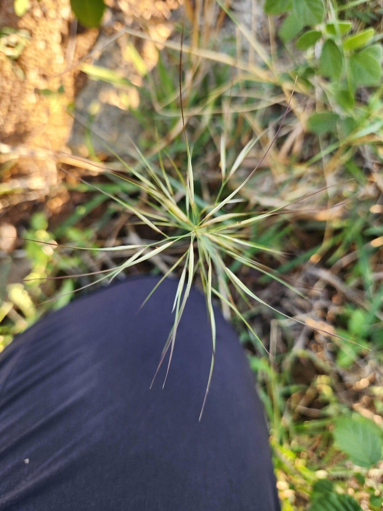 Aristida hystrix flower