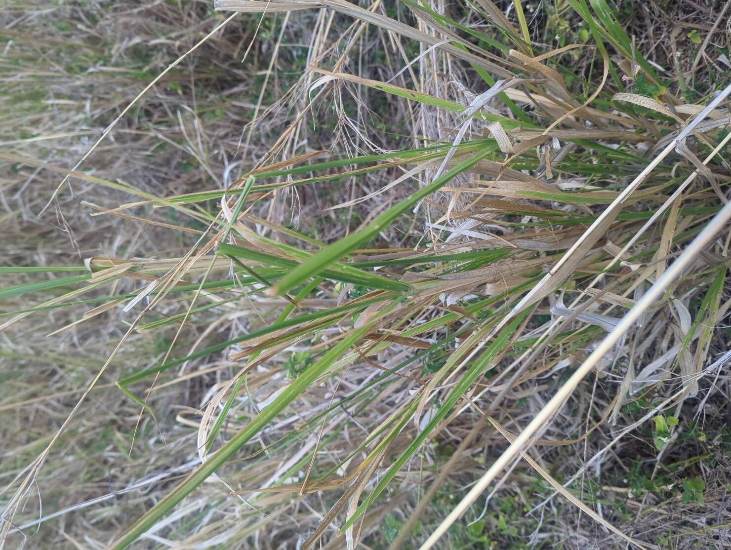 Urochloa eminii leaf