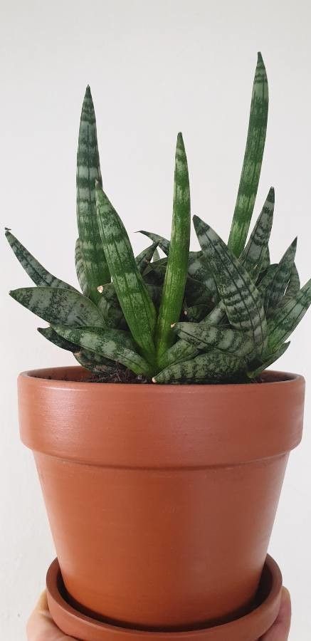 Sansevieria ballyi leaf