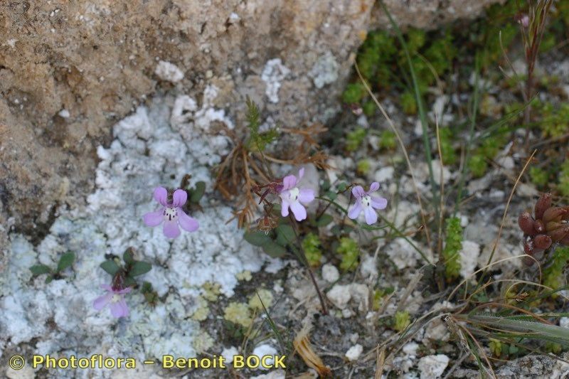 Chaenorhinum grandiflorum habit