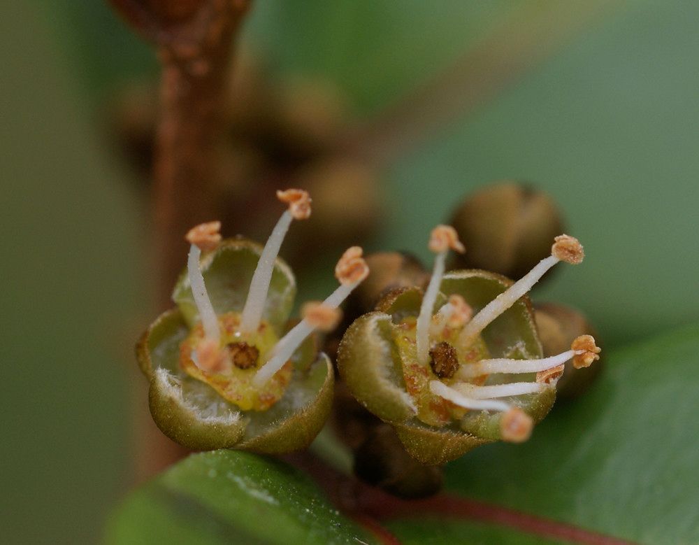 Doratoxylon apetalum flower