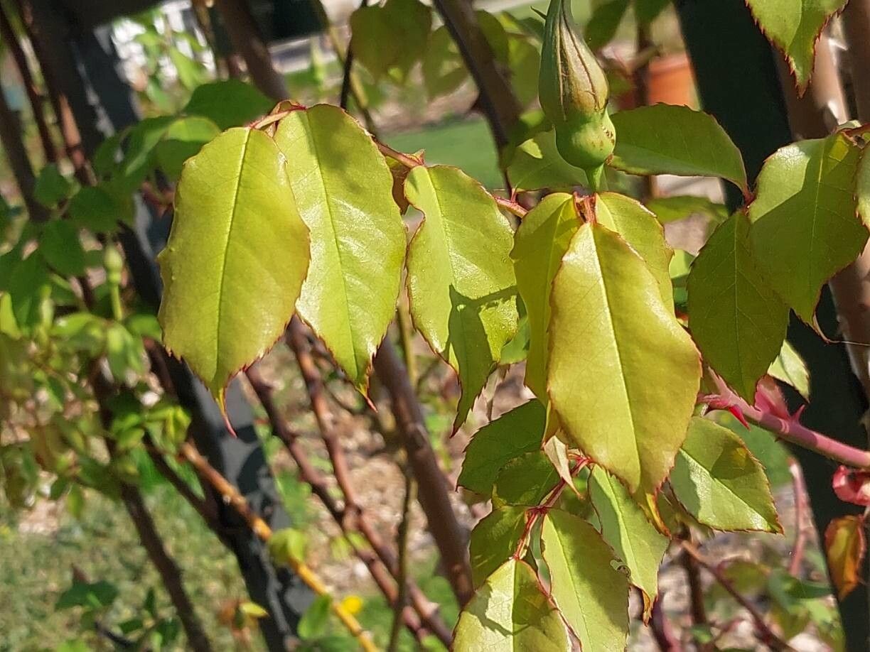 Rosa gigantea — houseplant care guide