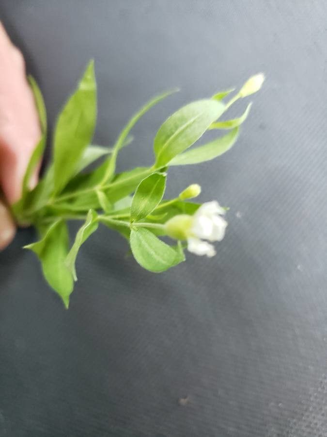 Moehringia macrophylla flower