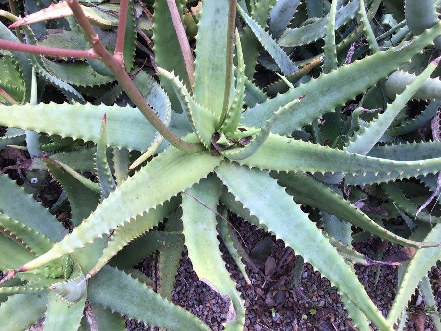 Aloe lineata — houseplant care guide