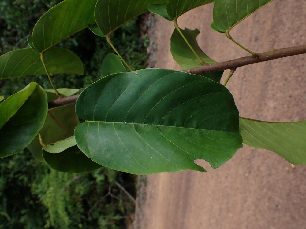 Baphia maxima — houseplant care guide