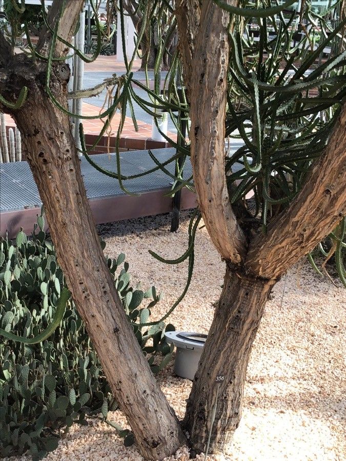 Euphorbia curvirama bark