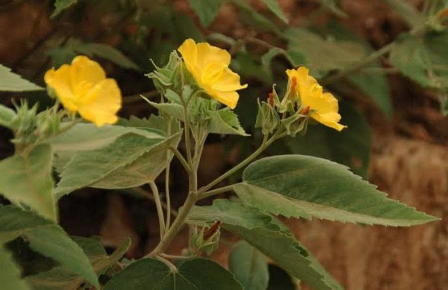 Melhania futteyporensis — houseplant care guide