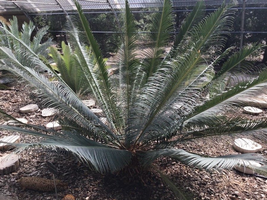 Cycas siamensis habit