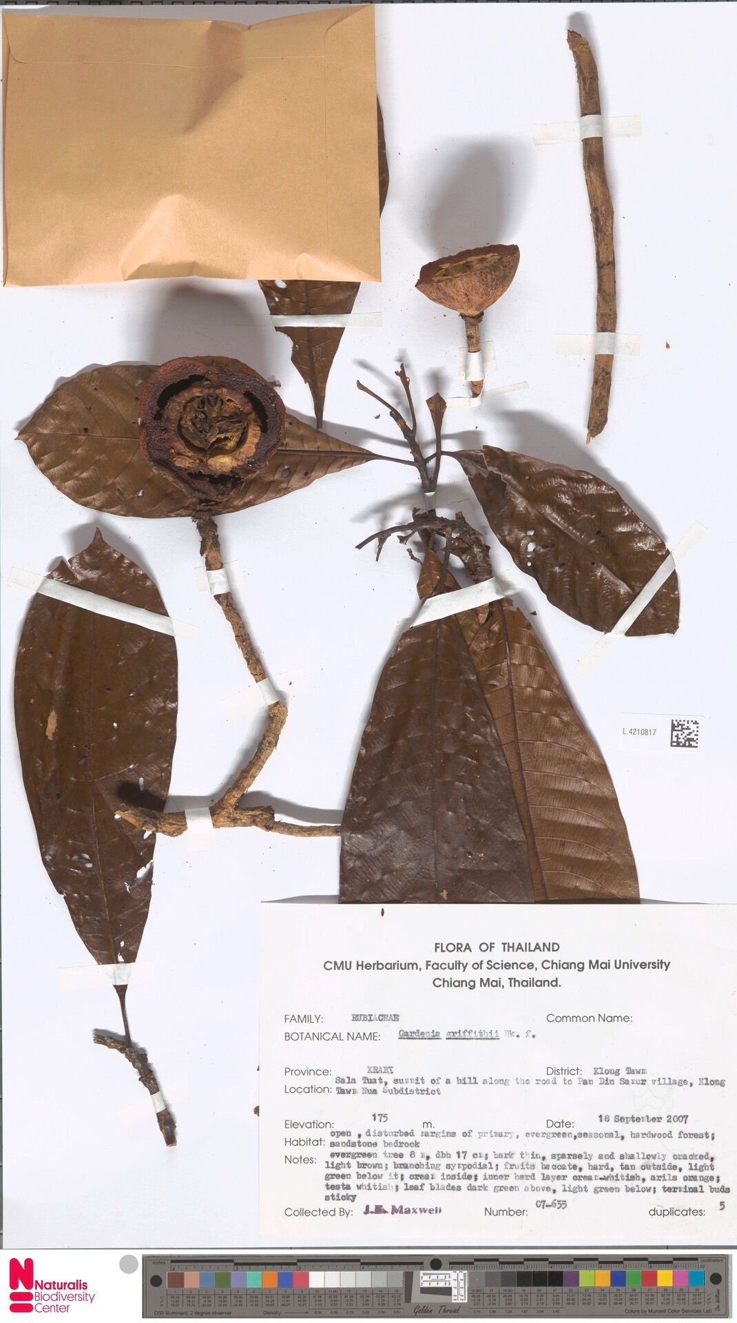 Gardenia griffithii — search result for 'Gardenia'