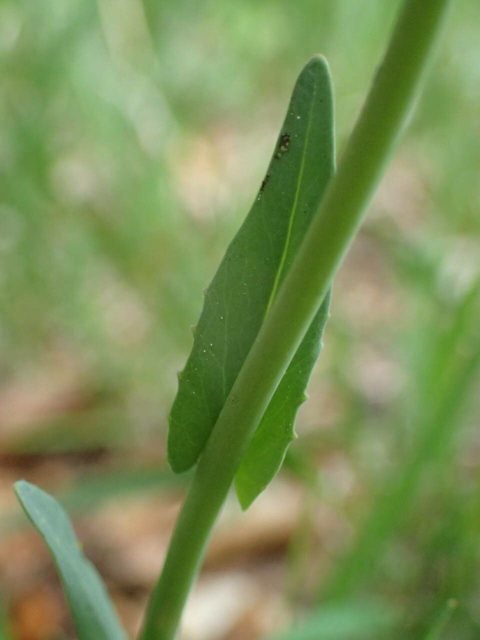 Noccaea brachypetala — related species from the same genus