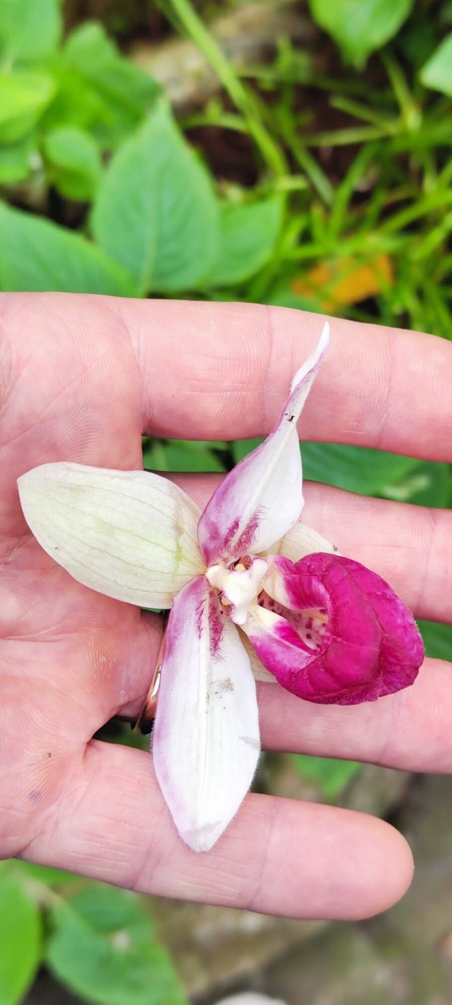 Phragmipedium schlimii flower