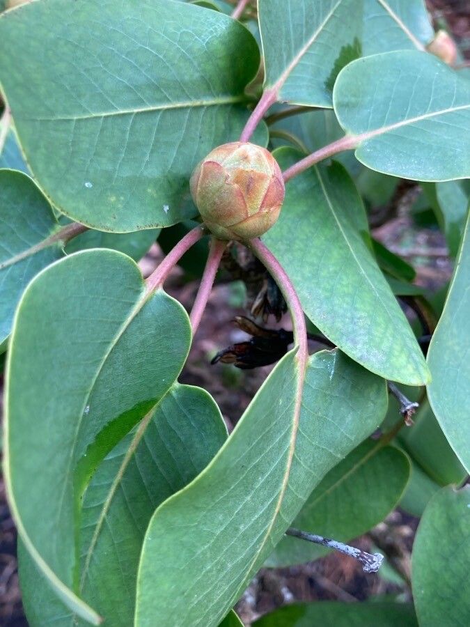 Rhododendron oreodoxa flower