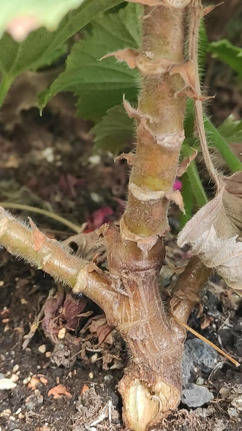 Pelargonium grandiflorum bark