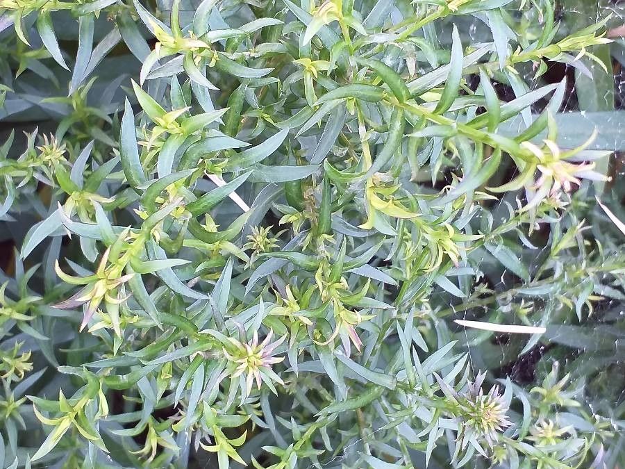 Aster tataricus — houseplant care guide