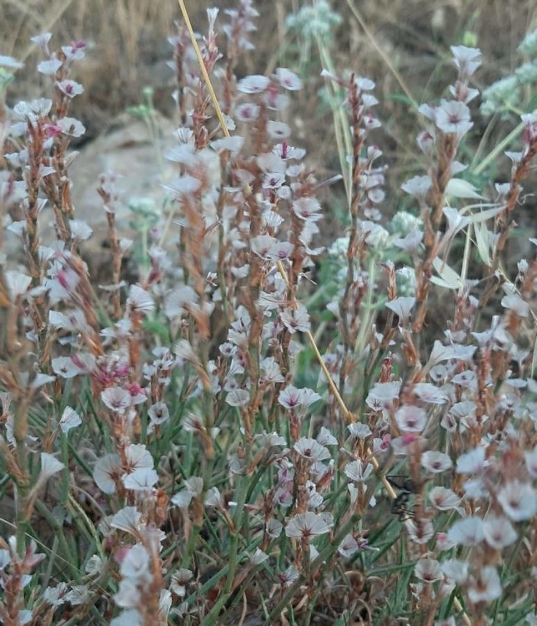 Epifagus virginiana bark