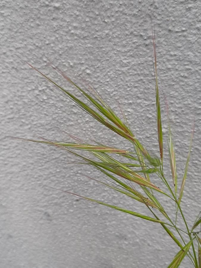 Echinochloa esculenta fruit