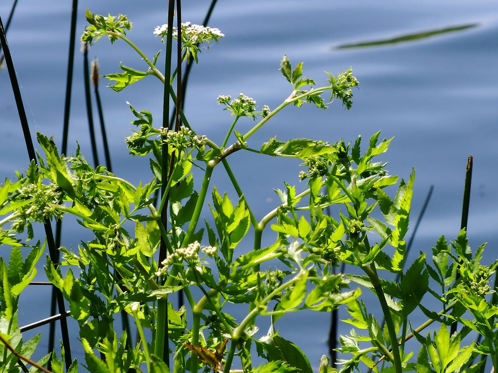 Sium latifolium flower