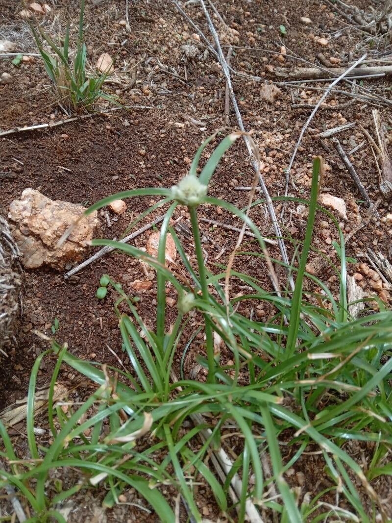 Cyperus niveus flower