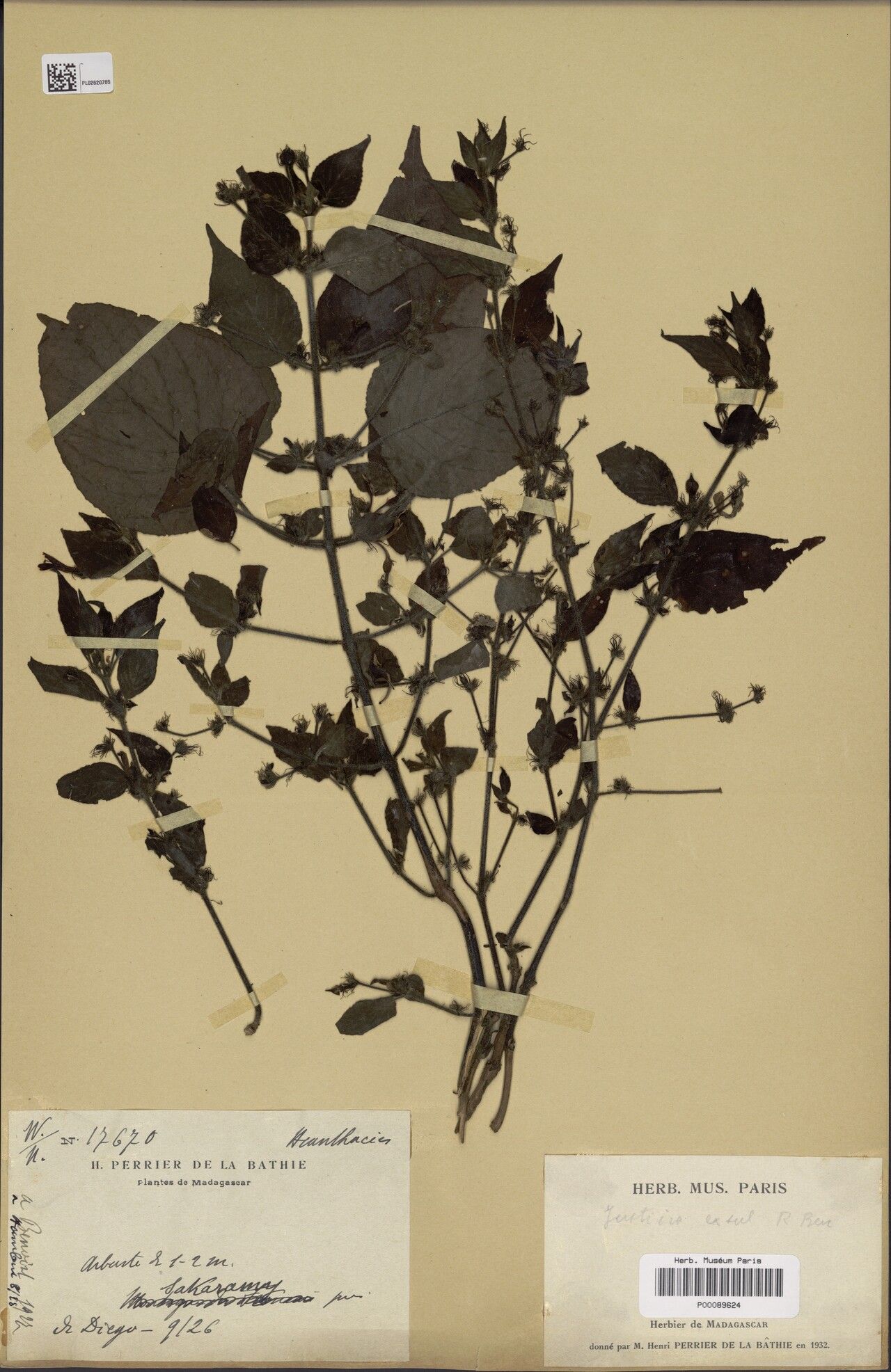 Justicia exsul — houseplant care guide