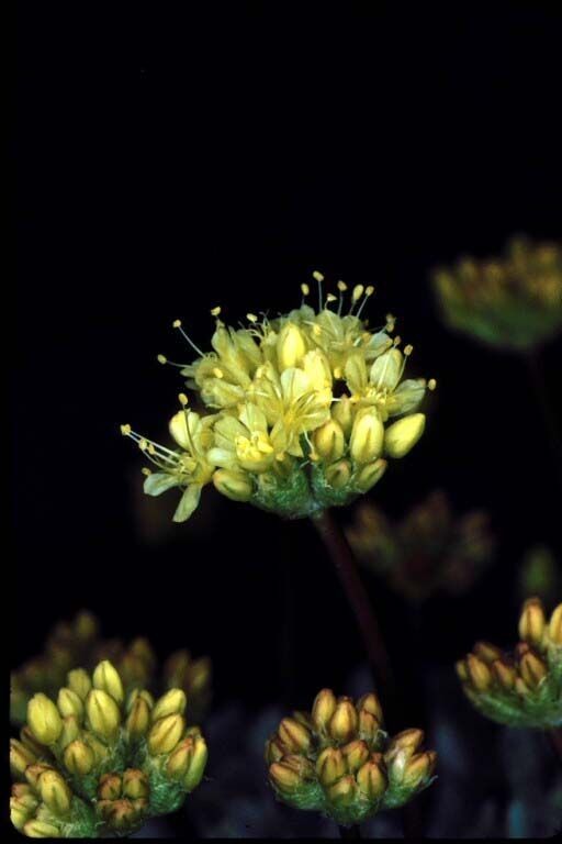 Eriogonum prociduum — search result for 'Eriogonum'