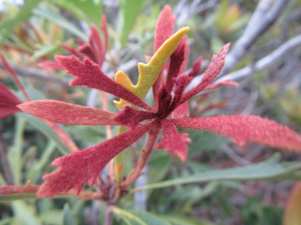 Pittosporum kaalense — search result for 'Pittosporum'