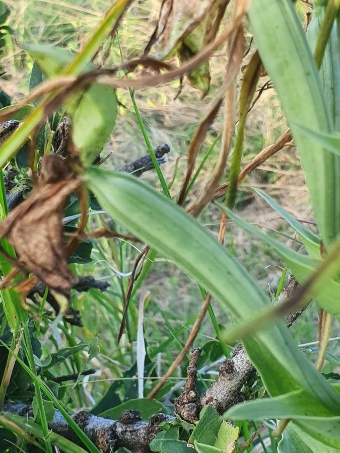 Bonatea steudneri fruit