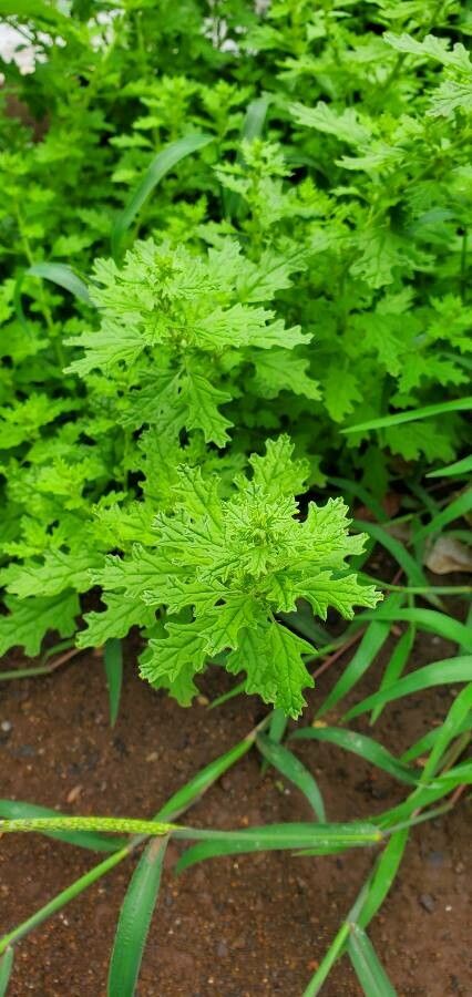 Chenopodium schraderianum — search result for 'Chenopodium'