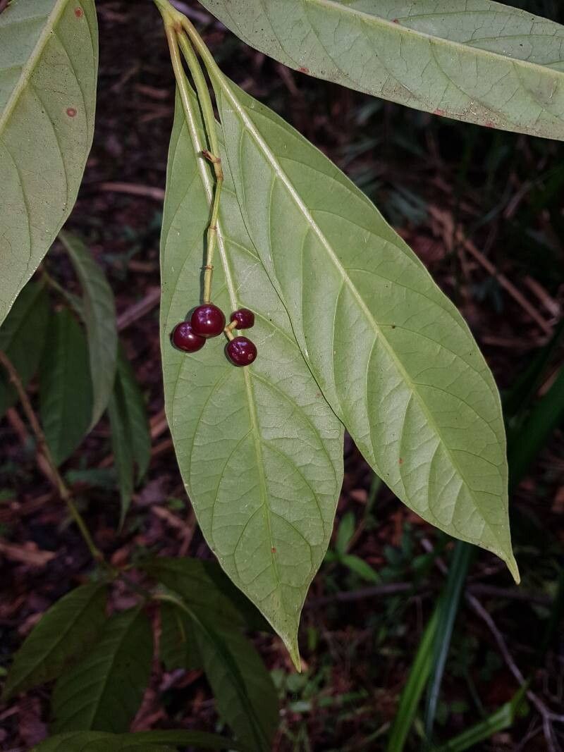 Psychotria remota fruit