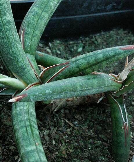 Dracaena hargeisana — search result for 'Dracaena'