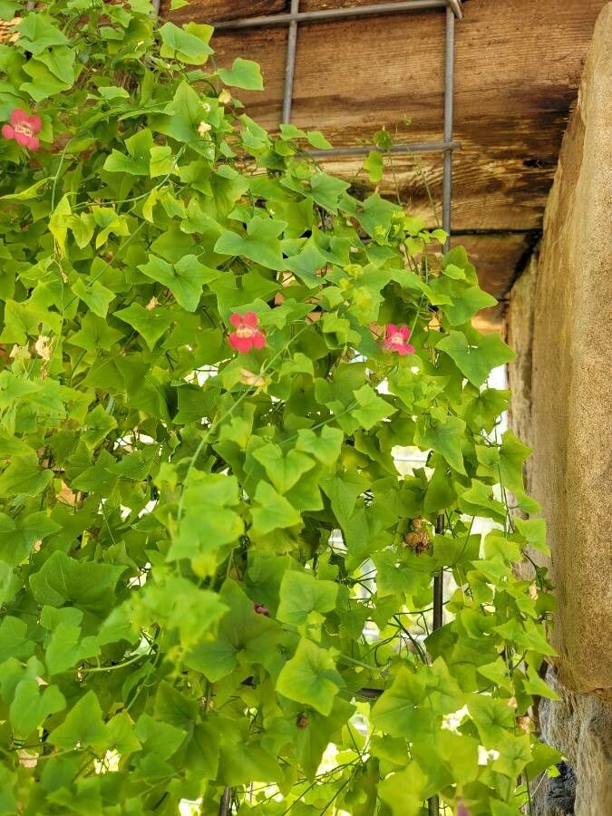 Maurandella antirrhiniflora — houseplant care guide