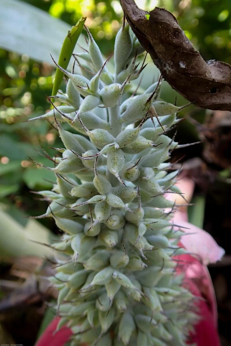 Aechmea mariae-reginae fruit