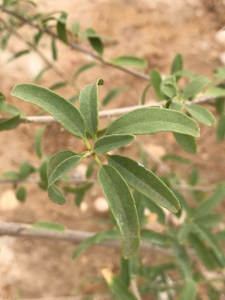 Tecomella undulata — search result for 'Tecoma'