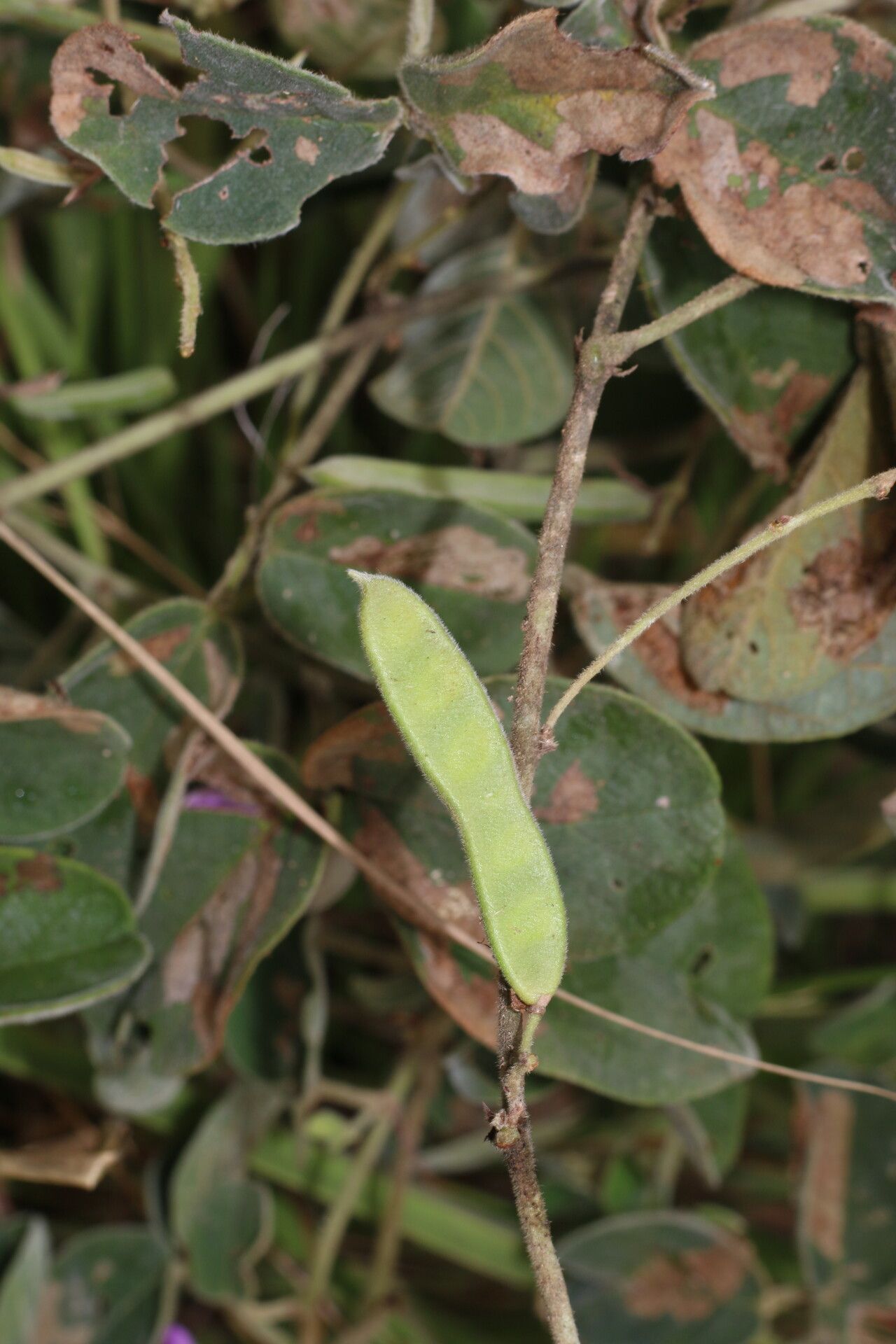 Galactia argentea — related species from the same genus